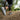 Close-up of a person wearing gray trail running shoes on a dirt path in a forest. The lush greenery creates a serene and active outdoor feel.