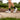 Feet walking on pavement in gray sneakers and black mini crew socks.
